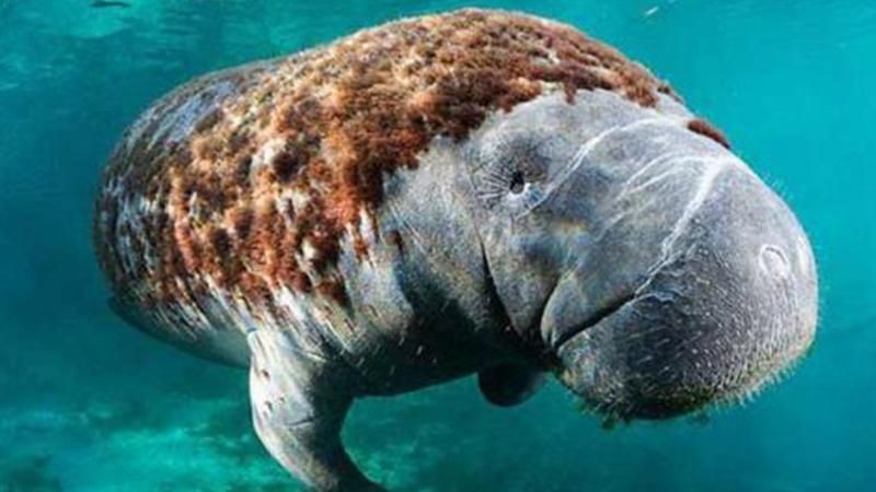海牛,探秘海洋精靈,解碼海牛 龍魚論壇 第4張 海牛,探秘海洋精靈,解碼海牛 海牛,探秘海洋精靈,解碼海牛 龍魚論壇 第4張