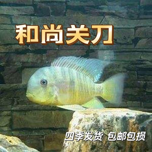 活尚魚圖片，高清特輯活尚魚驚艷圖片大賞，解鎖水中精靈的絕美姿態！