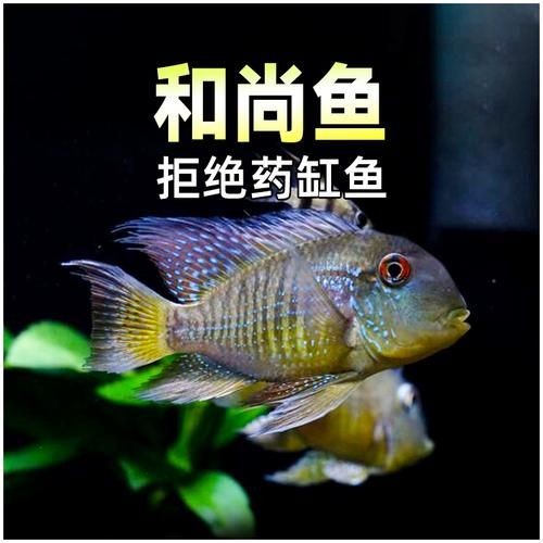 活尚魚圖片，高清特輯活尚魚驚艷圖片大賞，解鎖水中精靈的絕美姿態！