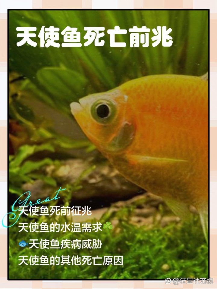 家中養的魚死了有什么預兆，家中愛魚驟逝藏玄機！深度解讀觀賞魚死亡背后的民間 家中養的魚死了有什么預兆，家中愛魚驟逝藏玄機！深度解讀觀賞魚死亡背后的民間 龍魚論壇 第14張