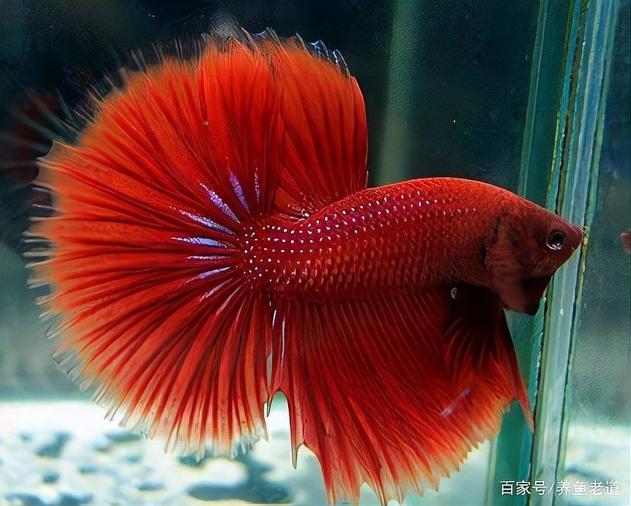 家中養的魚死了有什么預兆，家中愛魚驟逝藏玄機！深度解讀觀賞魚死亡背后的民間 家中養的魚死了有什么預兆，家中愛魚驟逝藏玄機！深度解讀觀賞魚死亡背后的民間 龍魚論壇 第16張
