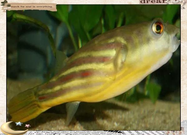 河豚專用斑馬狗頭魚，揭秘，河豚竟以斑馬狗頭魚為專屬御用食材
