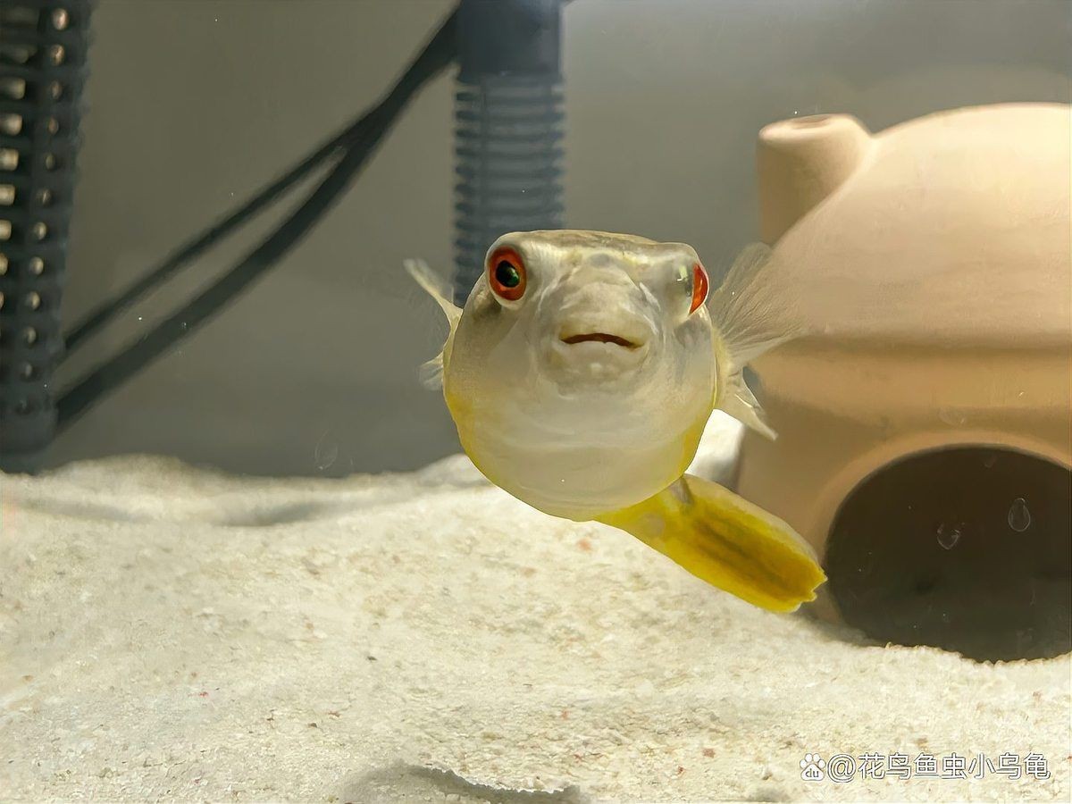 河豚專用斑馬狗頭魚，揭秘，河豚竟以斑馬狗頭魚為專屬御用食材