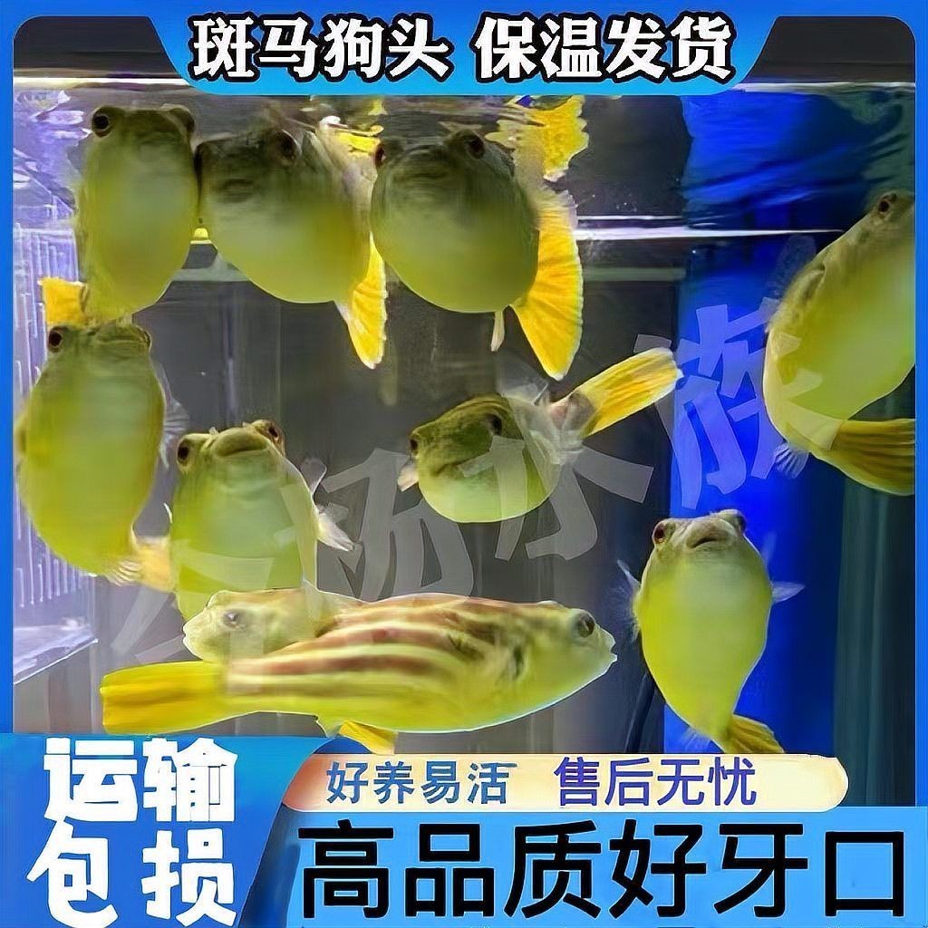 河豚專用斑馬狗頭魚，揭秘，河豚竟以斑馬狗頭魚為專屬御用食材
