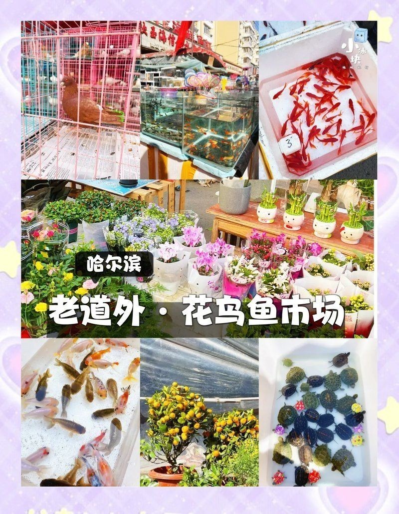 哈爾濱魚缸批發(fā)市場(chǎng)，哈爾濱專業(yè)魚缸批發(fā)市場(chǎng)一站式采購(gòu)