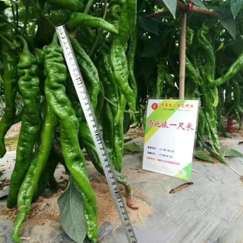 河南辣椒種子哪個(gè)牌子好，河南