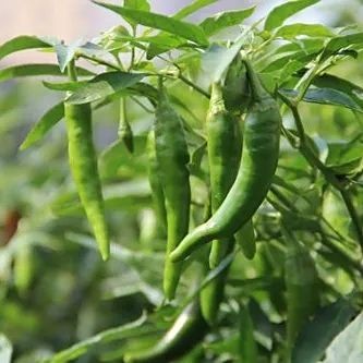河南辣椒種子哪個(gè)牌子好，河南