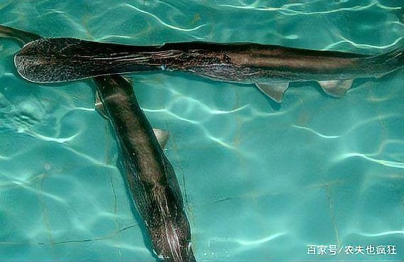 國內的鴨嘴魚價格，國內鴨嘴魚市場價格行情及