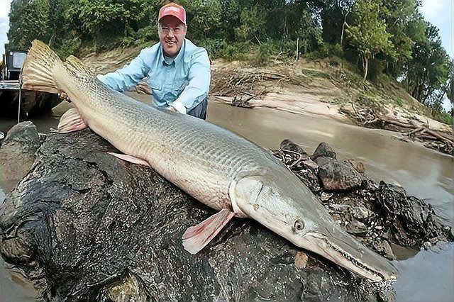 巨骨舌魚和鱷雀鱔哪個厲害，巨骨舌魚大戰鱷雀鱔，淡水霸主終極對決誰