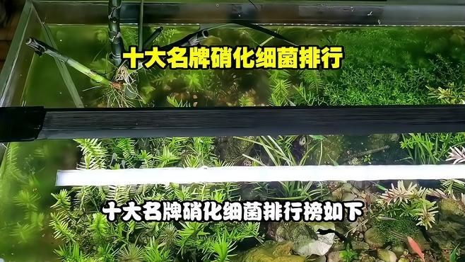 國產硝化菌哪個牌子好，國產硝化菌十大優質品牌排行榜及選購