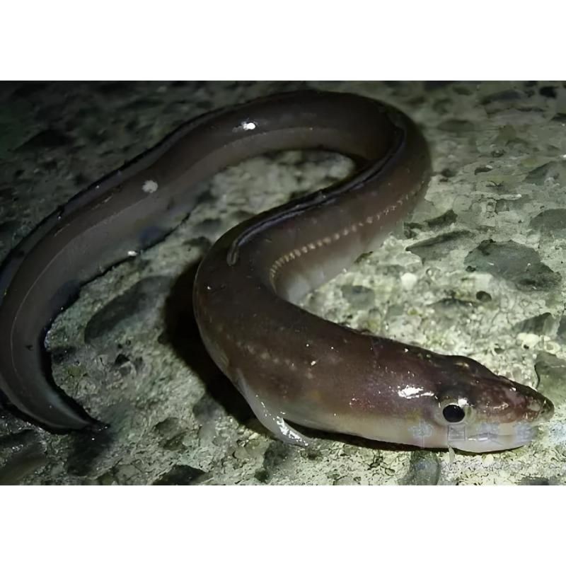 河鰻可以當觀賞魚養(yǎng)嗎，河鰻作為觀賞魚飼養(yǎng)的可行性