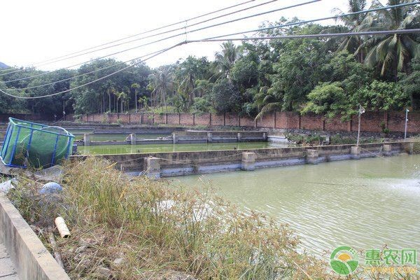 河鰻可以當觀賞魚養(yǎng)嗎，河鰻作為觀賞魚飼養(yǎng)的可行性