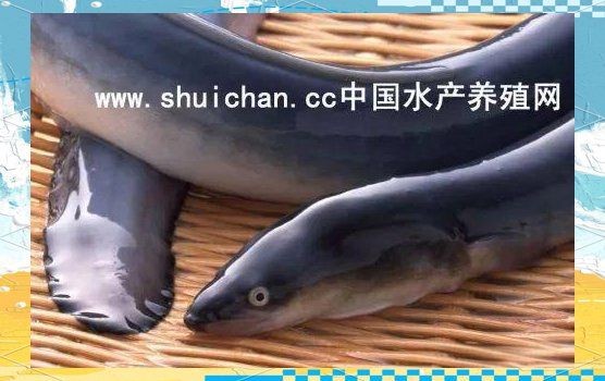 河鰻可以當觀賞魚養(yǎng)嗎，河鰻作為觀賞魚飼養(yǎng)的可行性