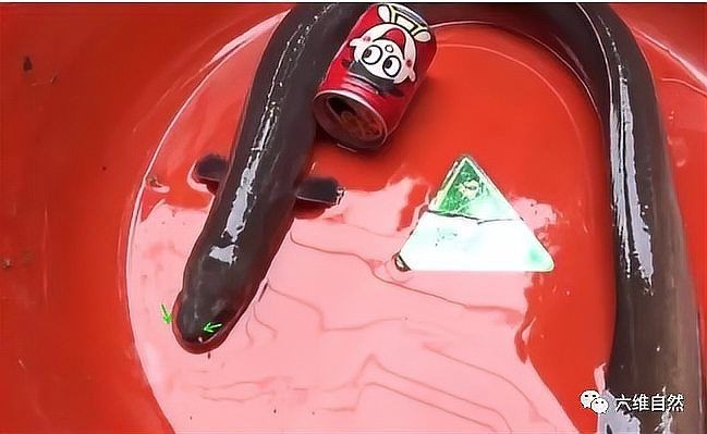 河鰻可以當觀賞魚養(yǎng)嗎，河鰻作為觀賞魚飼養(yǎng)的可行性