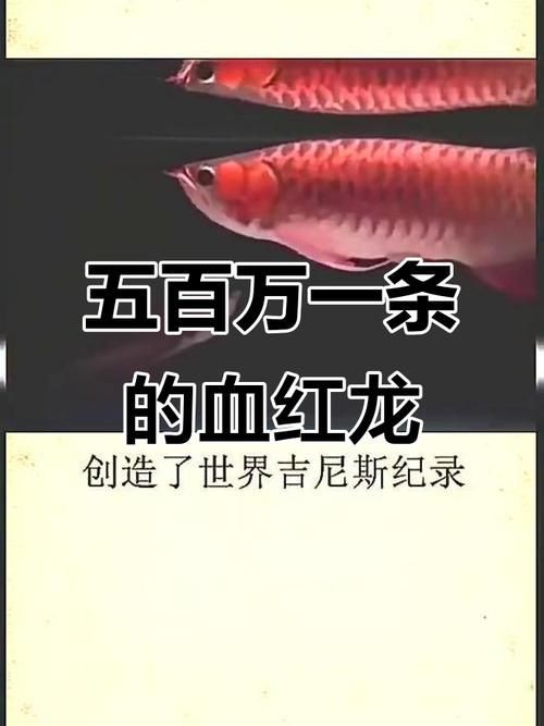 500萬紅龍魚圖片，天價500萬紅龍魚震撼視覺高清圖鑒