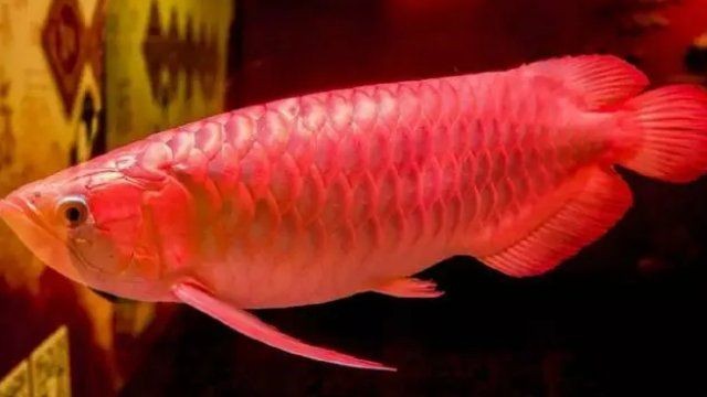 500萬紅龍魚圖片，天價500萬紅龍魚震撼視覺高清圖鑒
