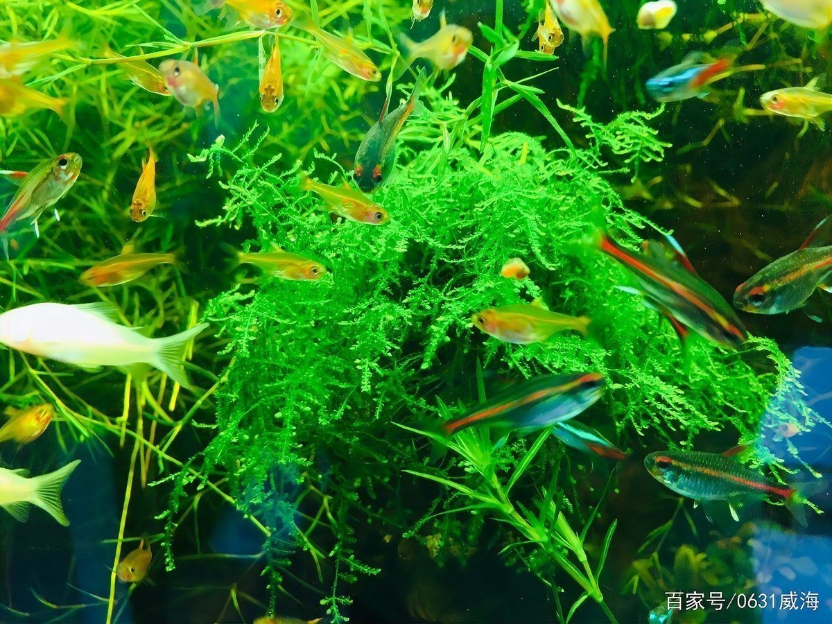 威海魚缸維護，威海專業魚缸維護保養上門服務