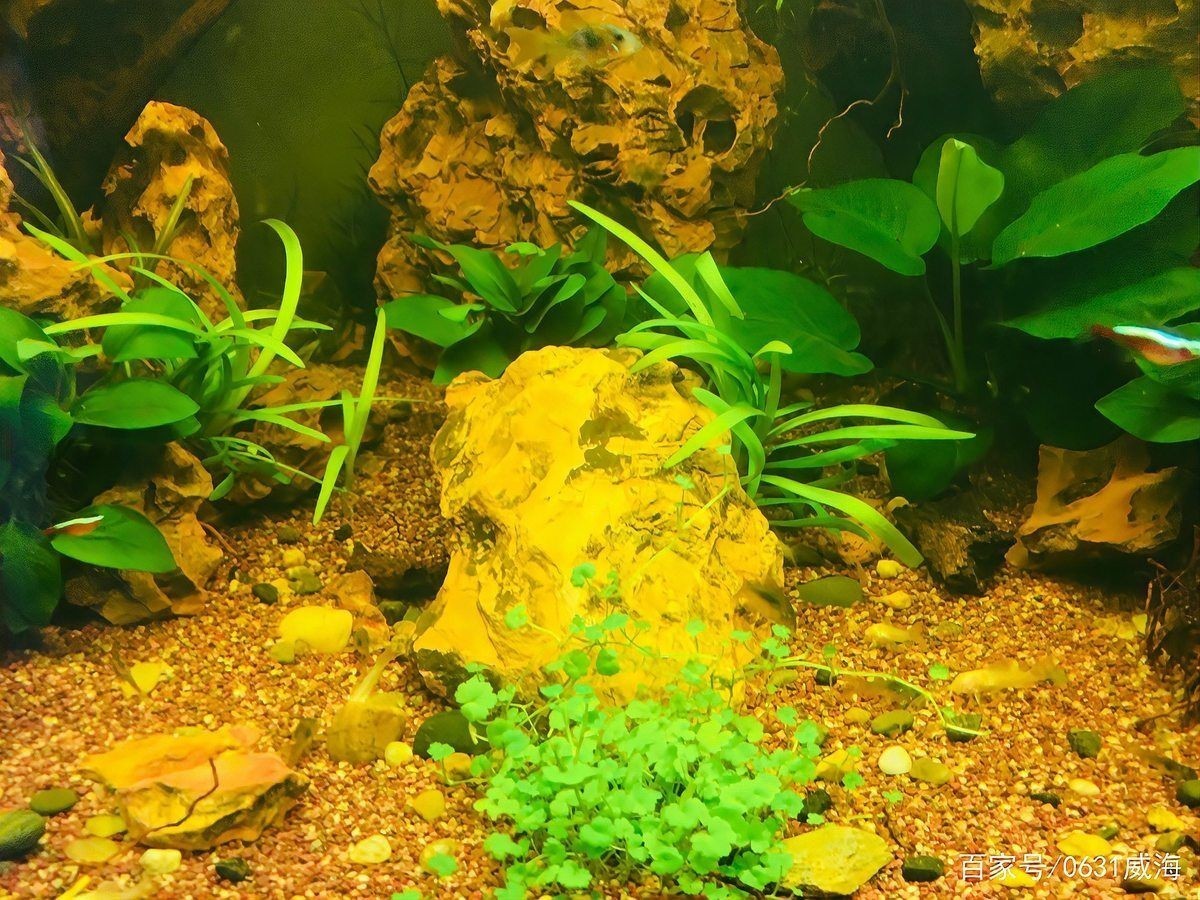 威海魚缸維護，威海專業魚缸維護保養上門服務