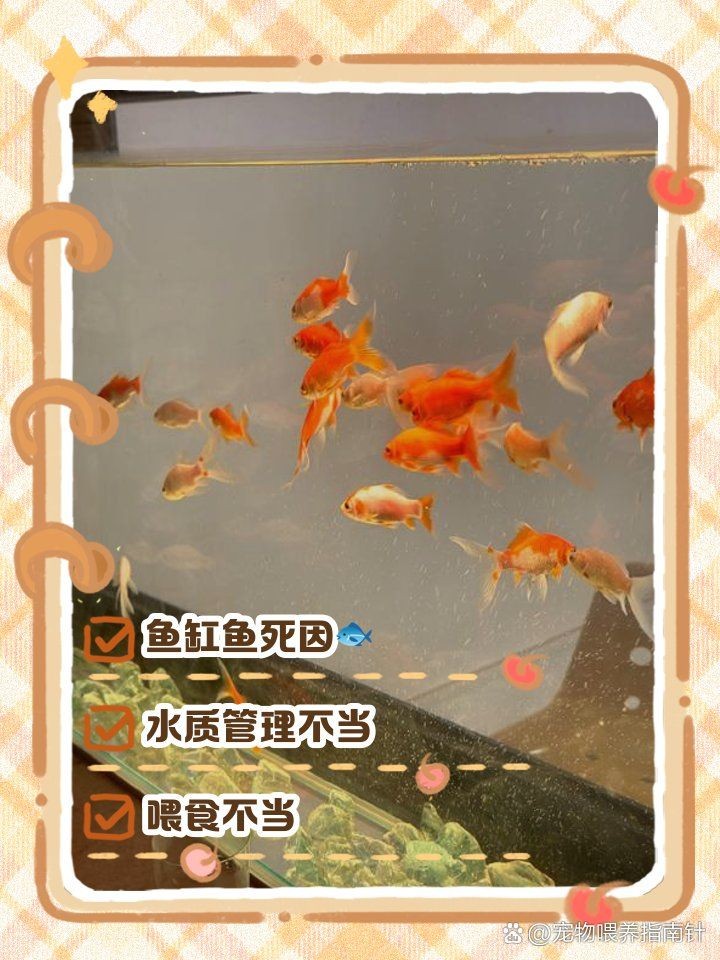 家里魚頻繁死什么兆頭，家居養魚總遇劫？解析家宅魚群頻死的玄學警示與現實誘因