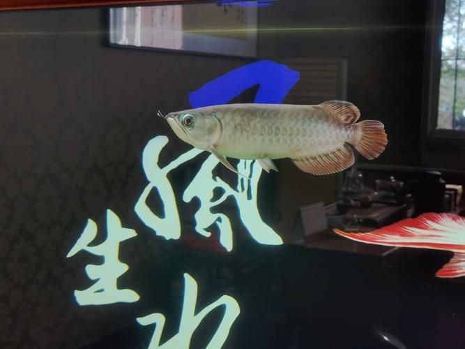 號半龍魚長大圖片，震撼視覺！號半龍魚成長蛻變全紀錄——高清實拍長大對比圖鑒