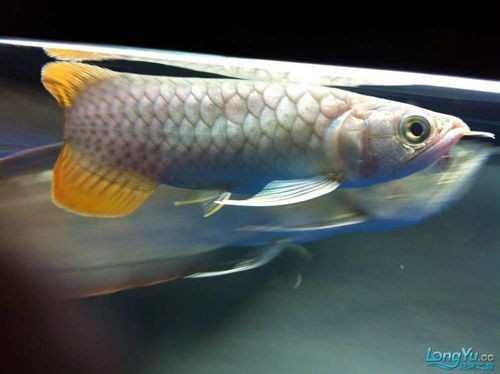 號半龍魚長大圖片，震撼視覺！號半龍魚成長蛻變全紀錄——高清實拍長大對比圖鑒