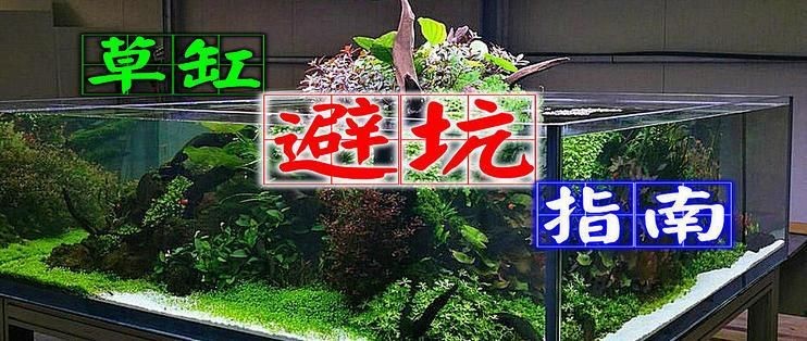 吉印燈養水草最忌三個東西，吉印燈養水草三大禁忌！新手必