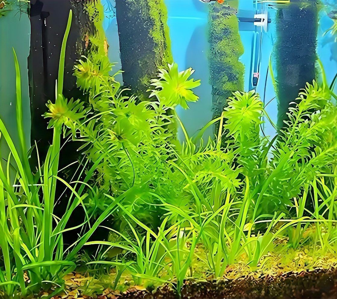 吉印燈養水草最忌三個東西，吉印燈養水草三大禁忌！新手必