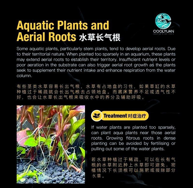 吉印燈養水草最忌三個東西，吉印燈養水草三大禁忌！新手必