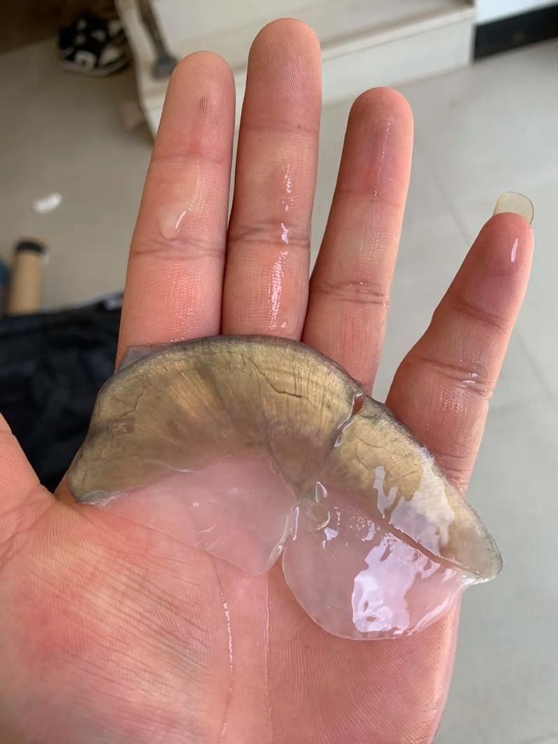 各種魚的魚鱗圖片，高清精美！