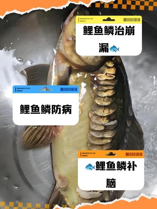 各種魚的魚鱗圖片，高清精美！