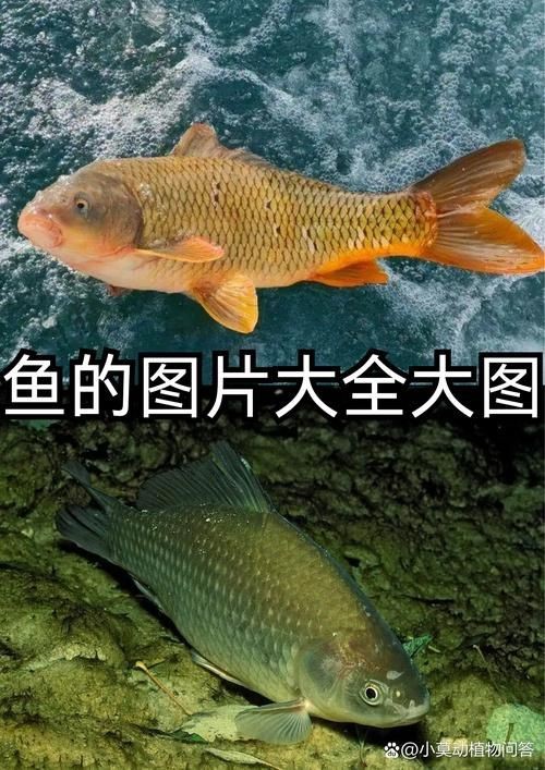 各種魚的魚鱗圖片，高清精美！