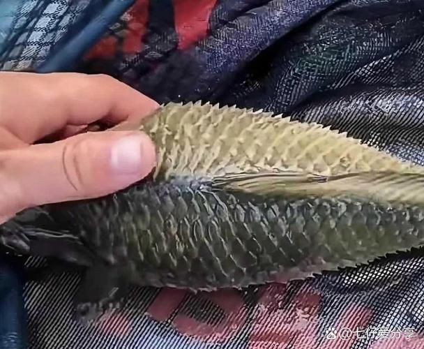 各種魚的魚鱗圖片，高清精美！
