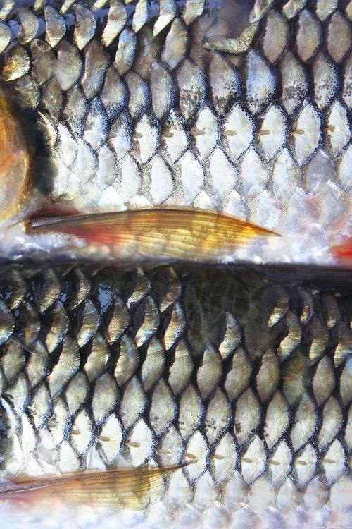 各種魚的魚鱗圖片，高清精美！
