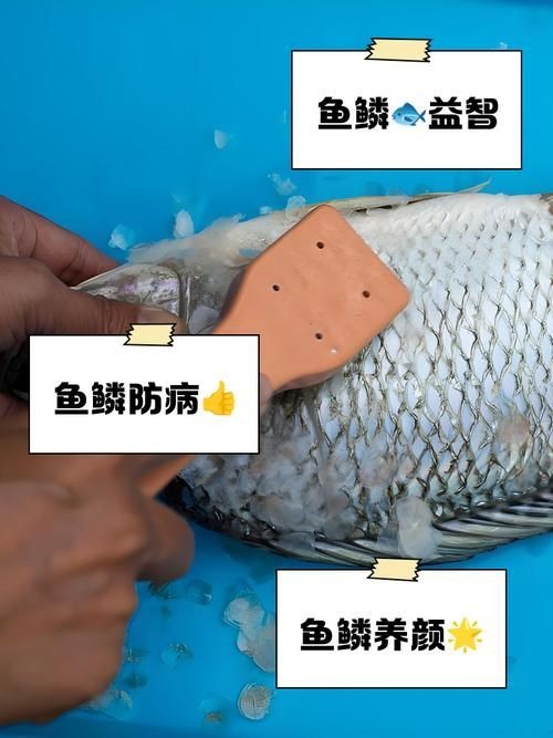 各種魚的魚鱗圖片，高清精美！