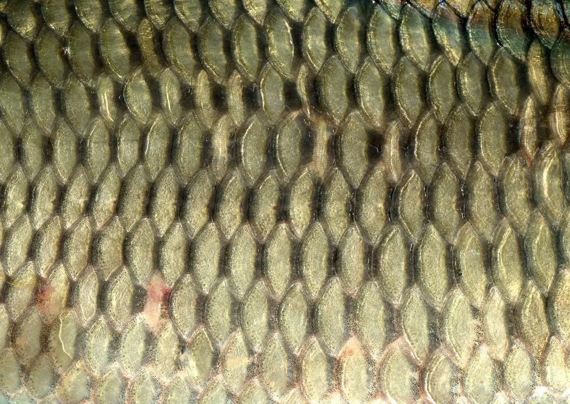各種魚的魚鱗圖片，高清精美！