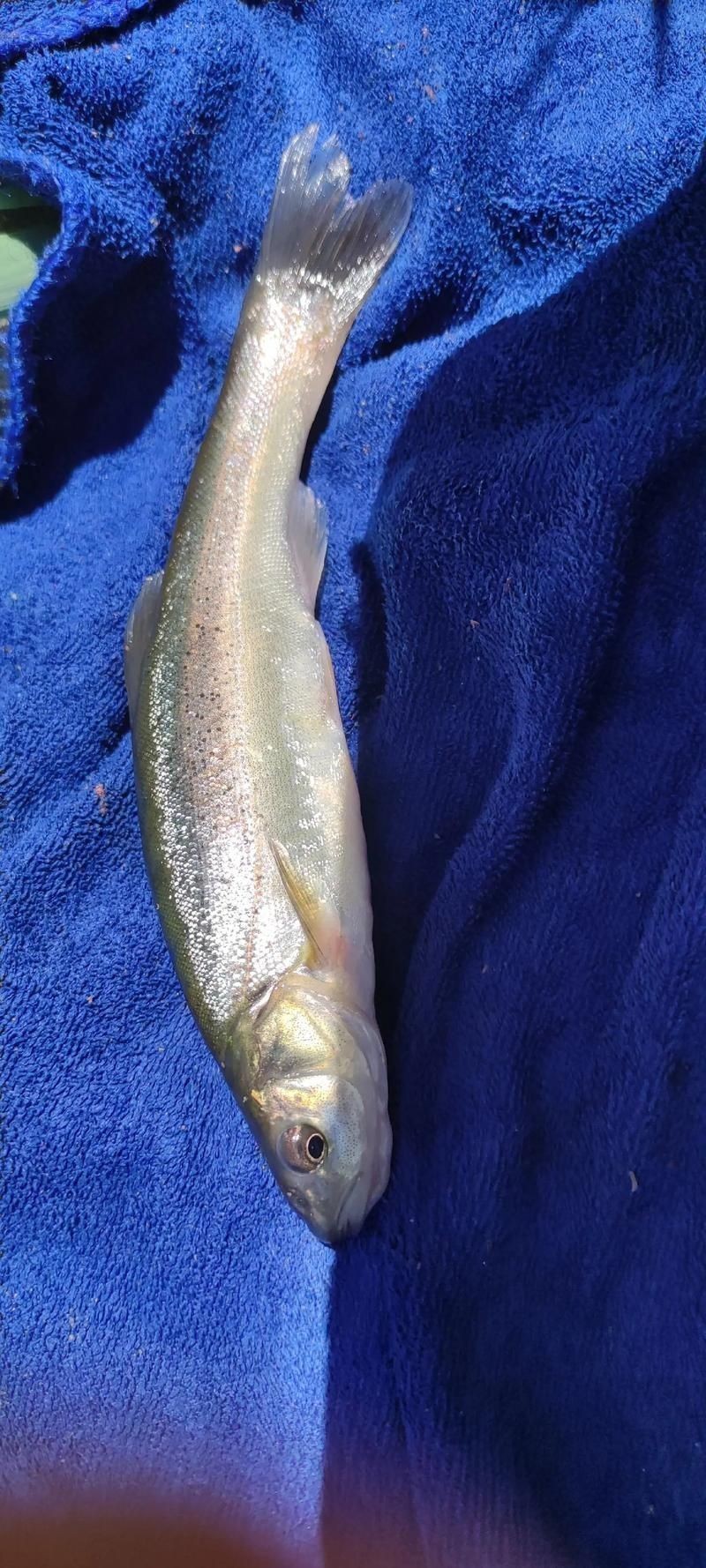 各種魚的魚鱗圖片，高清精美！