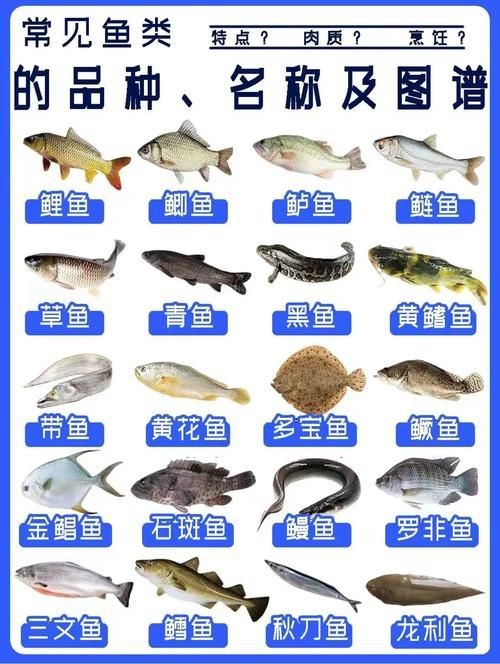 各種魚的魚鱗圖片，高清精美！