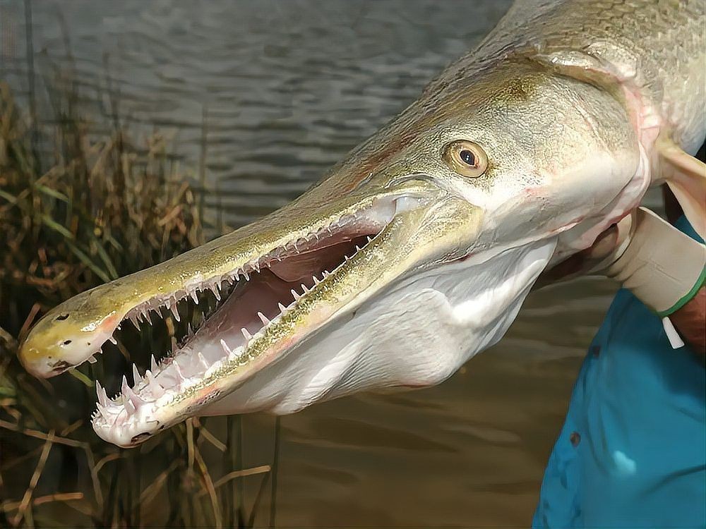 各種魚的魚鱗圖片，高清精美！
