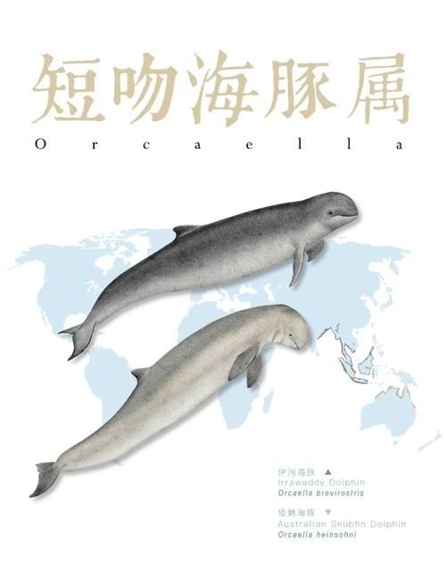 海豚與鯨魚外形區(qū)別圖片，高清對比圖鑒海豚與鯨魚，從流線型體型到背