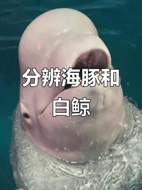 海豚與鯨魚外形區(qū)別圖片，高清對比圖鑒海豚與鯨魚，從流線型體型到背