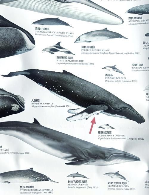 海豚與鯨魚外形區(qū)別圖片，高清對比圖鑒海豚與鯨魚，從流線型體型到背