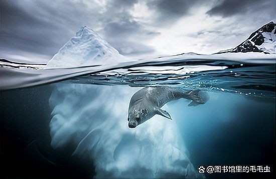 海豚與鯨魚外形區(qū)別圖片，高清對比圖鑒海豚與鯨魚，從流線型體型到背
