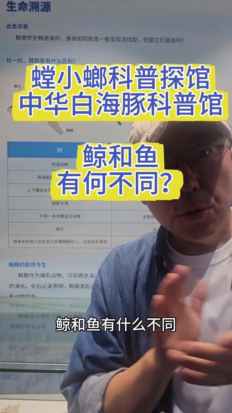 海豚與鯨魚外形區(qū)別圖片，高清對比圖鑒海豚與鯨魚，從流線型體型到背