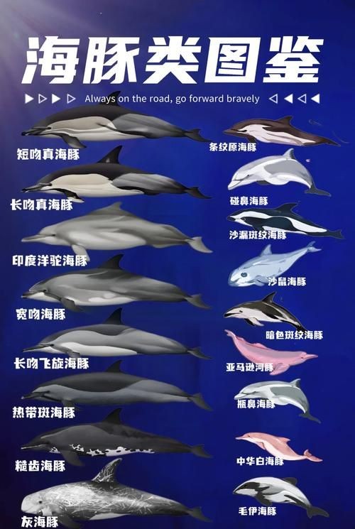 海豚與鯨魚外形區(qū)別圖片，高清對比圖鑒海豚與鯨魚，從流線型體型到背