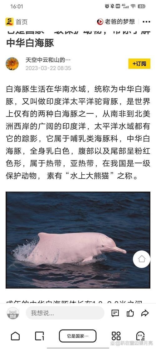 海豚與鯨魚外形區(qū)別圖片，高清對比圖鑒海豚與鯨魚，從流線型體型到背