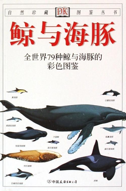海豚與鯨魚外形區(qū)別圖片，高清對比圖鑒海豚與鯨魚，從流線型體型到背