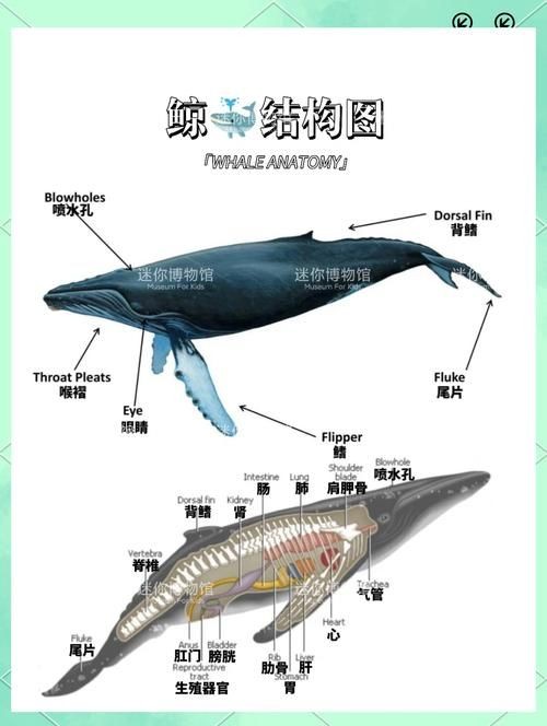 海豚與鯨魚外形區(qū)別圖片，高清對比圖鑒海豚與鯨魚，從流線型體型到背