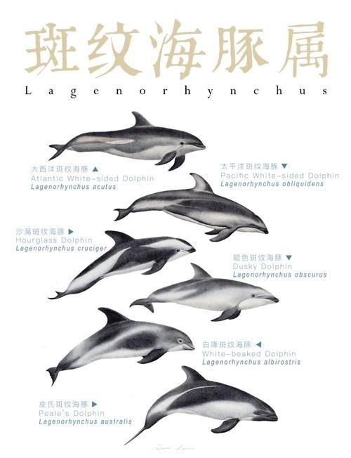 海豚與鯨魚外形區(qū)別圖片，高清對比圖鑒海豚與鯨魚，從流線型體型到背