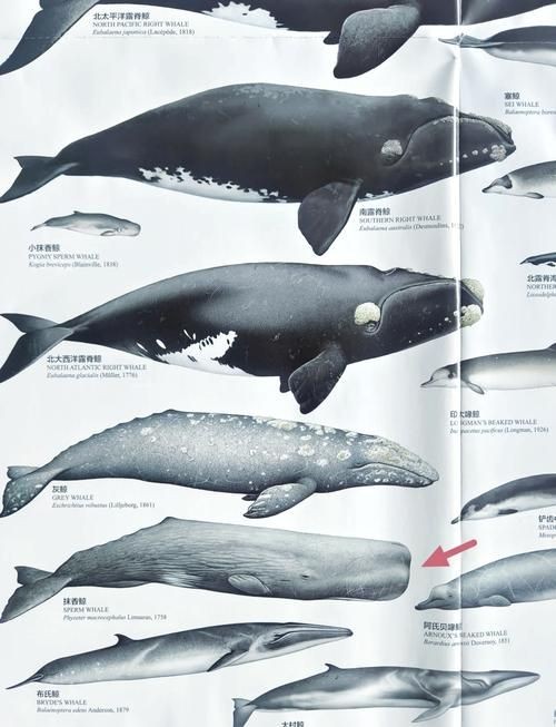 海豚與鯨魚外形區(qū)別圖片，高清對比圖鑒海豚與鯨魚，從流線型體型到背