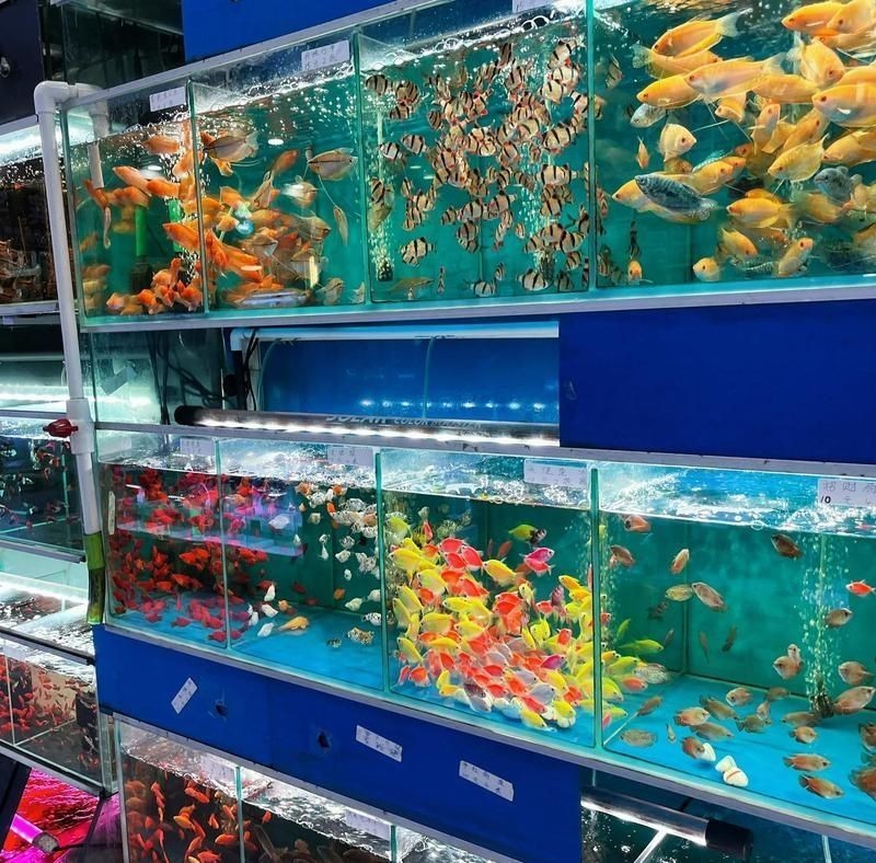 廣州最大觀賞魚市場，探秘廣州最大觀賞魚市場，繽紛水族盛宴一網打